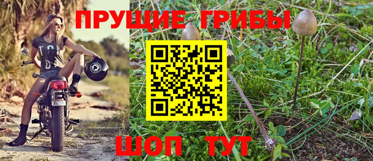Галлюциногенные грибы Psilocybe Петрозаводск